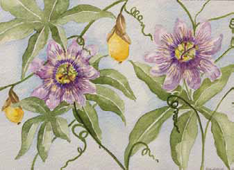 STANZA 7: La Passiflora